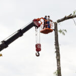 tree_removal_services_bellingham_wa